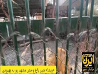 دوست‌داران محیط‌زیست، همچنان نگران شیر باغ وحش مشهد