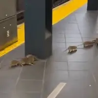 هجوم موش ها به متروی نیویورک