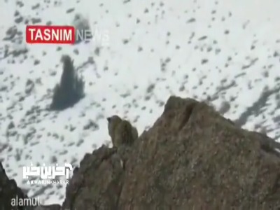 مشاهده پلنگ ایرانی در الموت