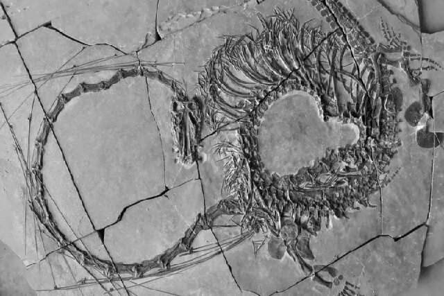 کشف فسیل 240 میلیون ساله خزنده آبزی ملقب به «اژدها» در چین