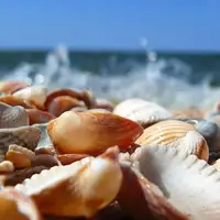 بنادر دریایی به‌عنوان نقاط سرطان‌زای مسری در صدف‌ها شناسایی شدند