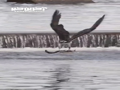 لحظات تماشایی شکار ماهی توسط یک عقاب