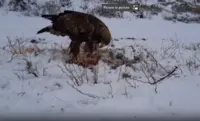 تغذیه عقاب طلایی از لاشه خرگوش در روز برفی
