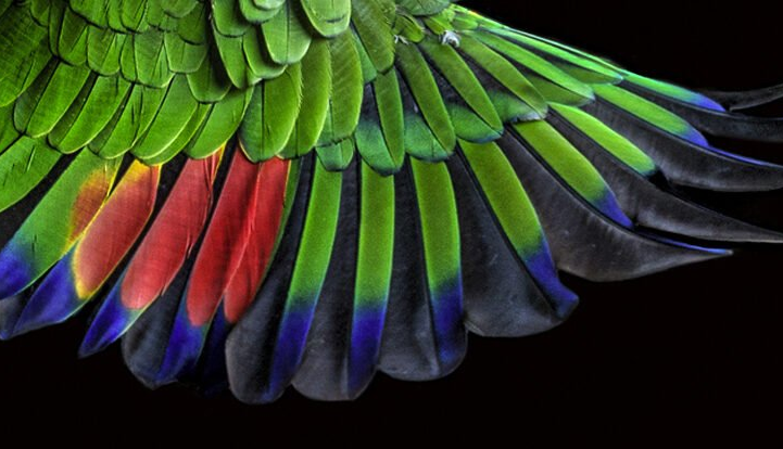 دانشمندان در پرهای پرندگان یک الگوی باستانی پنهان کشف کردند