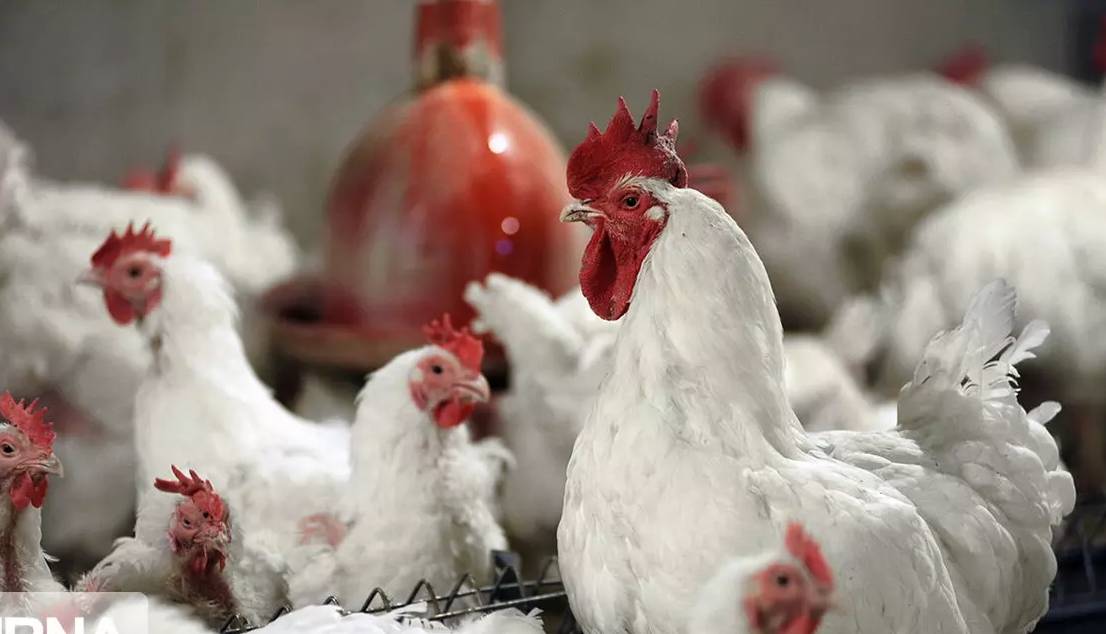 وزارت جهاد کشاورزی: قیمت خرید حمایتی مرغ زنده مشخص شد