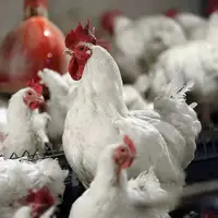 وزارت جهاد کشاورزی: قیمت خرید حمایتی مرغ زنده مشخص شد