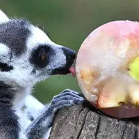 حیوانات باغ‌وحش لیما در میان موج گرما میوه‌های یخ‌زده می‌خورند