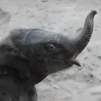 تولد نادر یک بچه فیل در باغ وحش