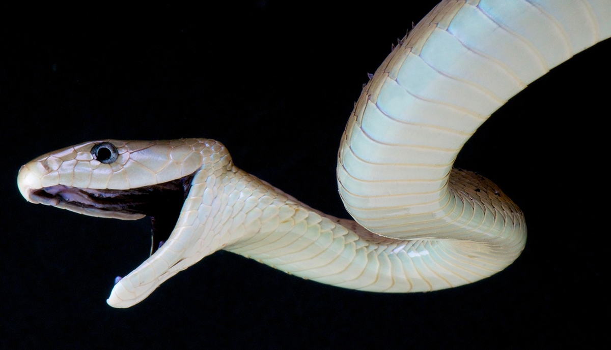 کشف پادزهر جهانی برای مارگزیدگی