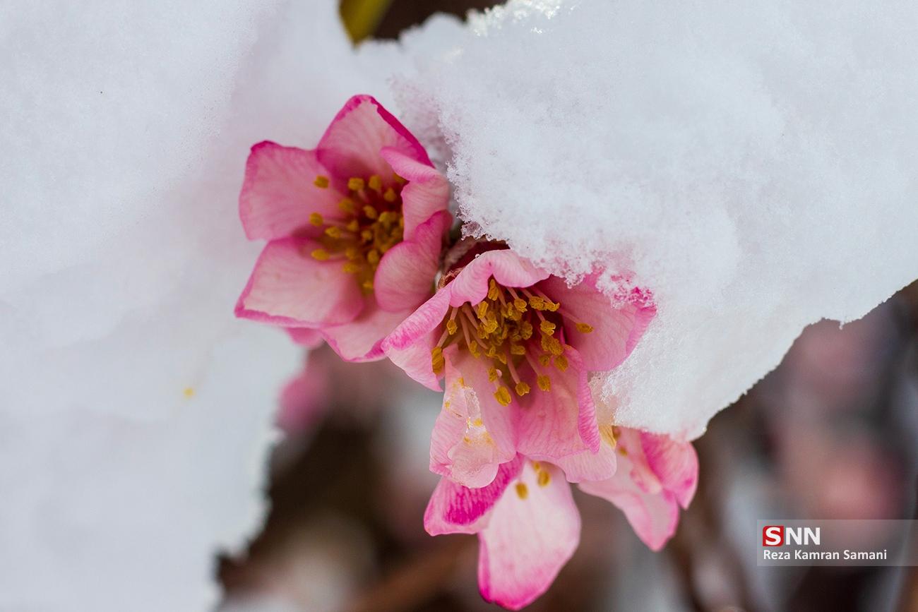 شکوفه‌های بهاری در زمستان