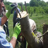 سرشاخه‌کاری ۱۰۱ هزار پیوندک درخت گردو در همدان
