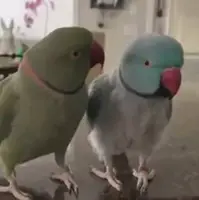 گفتگوی جذاب و خنده‌دار دو طوطی زیبا 