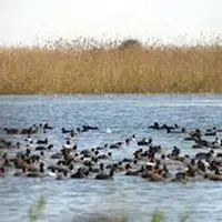 تکذیب مرگ ۵۲ پرنده مهاجر در کرمان