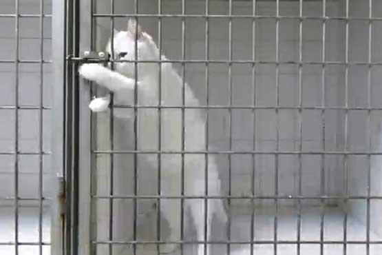 فرار از زندان گربه ها