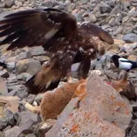 عقاب طلایی بر لاشه بزغاله شکارشده در پارک ملی تندوره