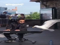 واکنش جالب مرغ دریایی به نوازنده خیابانی 