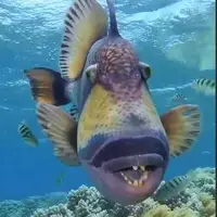 ماهی با دندان‌های قوی حریفان خود را باز می‌کند