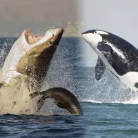 نبرد خونین کوسه سفید و نهنگ قاتل
