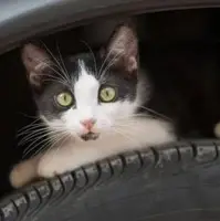 زایمان یک گربه زیر موتور یک خودروی سواری 