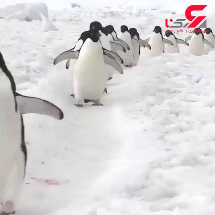 تا حالا اتوبان پنگوئنی دیده بودین؟