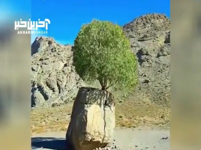 درختی که ایرانی‌ها را شگفت‌زده کرد