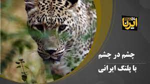 چشم در چشم با پلنگ ایرانی در پارک ملی گلستان