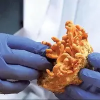 سنتز نانوذرات طلا از نوعی قارچ محلی