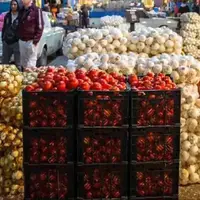 وزیر جهاد: روزانه ۱۰ هزار تن گوجه فرنگی و پیاز از کشور صادر می‌شود 