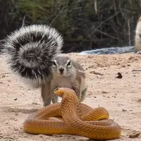 درگیری شدید بین سنجاب و مار