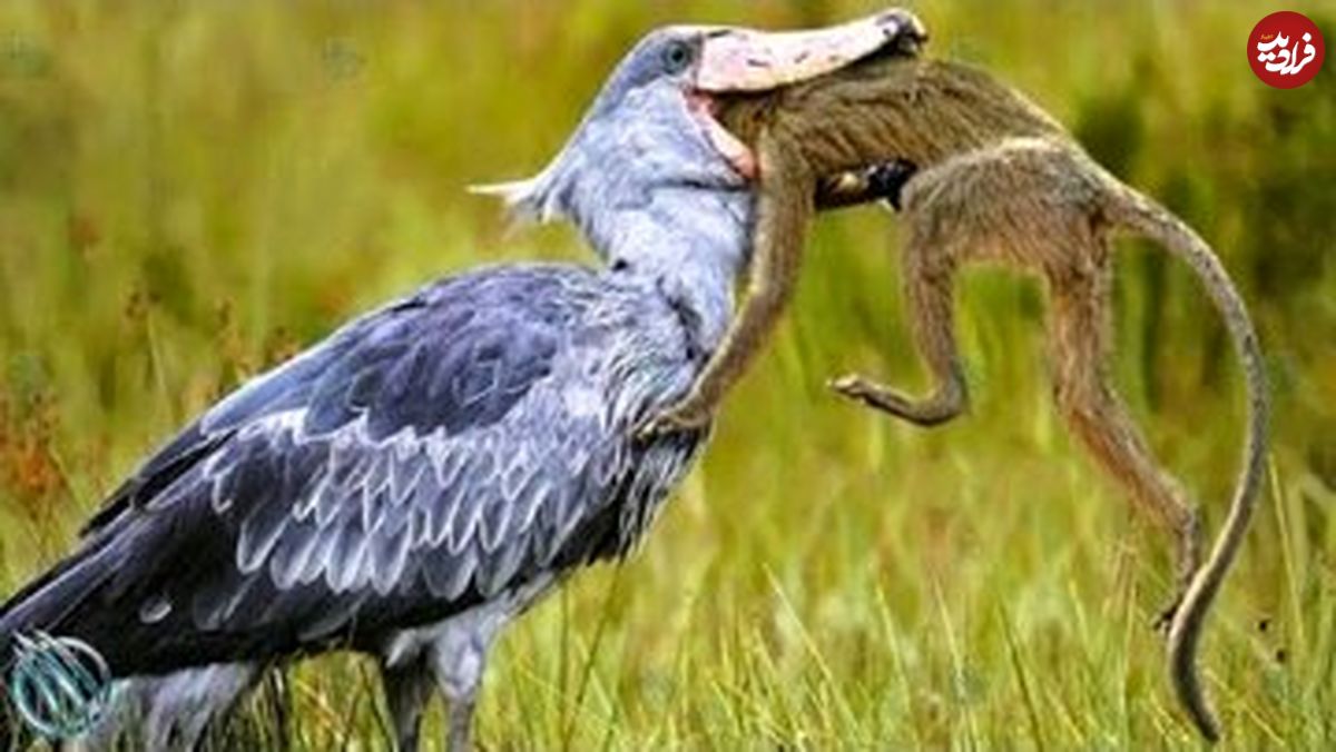 پرنده‌ای قاتل هم قد انسان؛ کروکودیل‌ می‌خورد و خانواده اش را می‌کشد!
