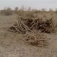 قاچاق و قطع تاغ‌ها در روز درختکاری در سمنان!