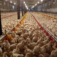 قیمت مرغ در مازندران باثبات شده است