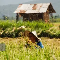 متوسط قیمت خرید محصولات از کشاورز اعلام شد؛ کاهش ۱۸ درصدی قیمت برنج