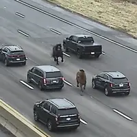 ترافیک در بزرگراه اوهایو؛ اسب‌های فراری پلیس خلاف جهت جاده تاختند
