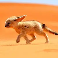 کوچکترین و زیباترین روباه جهان