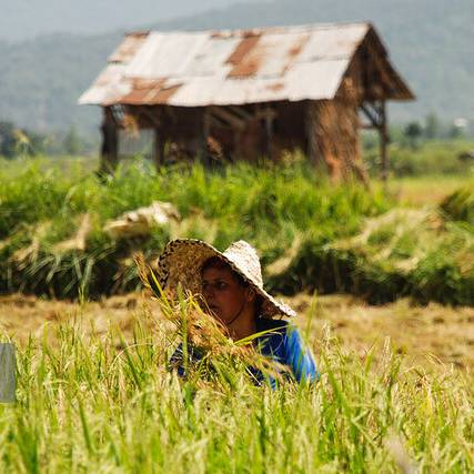متوسط قیمت خرید محصولات از کشاورز اعلام شد؛ کاهش 18 درصدی قیمت برنج