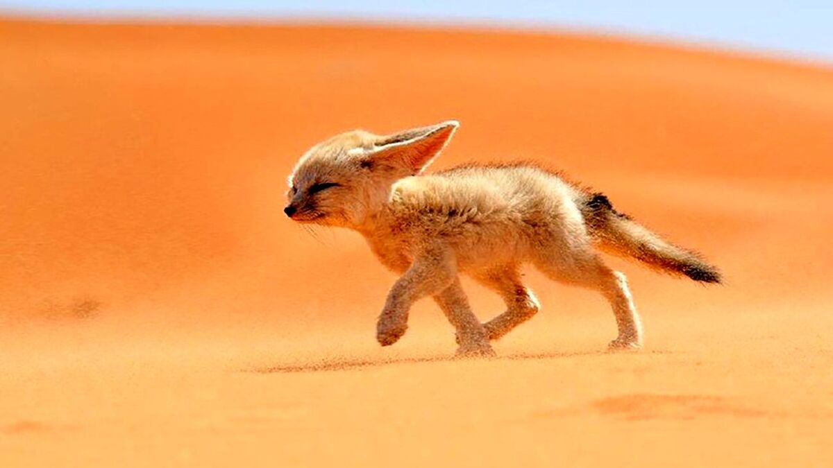 کوچکترین و زیباترین روباه جهان