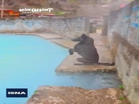 بازداشت عامل وارد کردن یک قلاده سگ به داخل حوضچه آبگرم