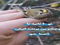 کوچک‌ترین پرنده ایران!