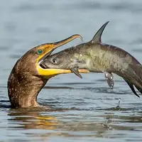 قورت دادن یک ماهی بزرگ توسط پرنده!
