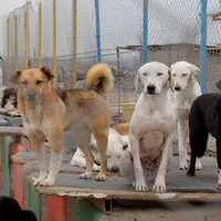 طرح جمع‌آوری سگ‌های بلاصاحب در مهاباد آغاز شد