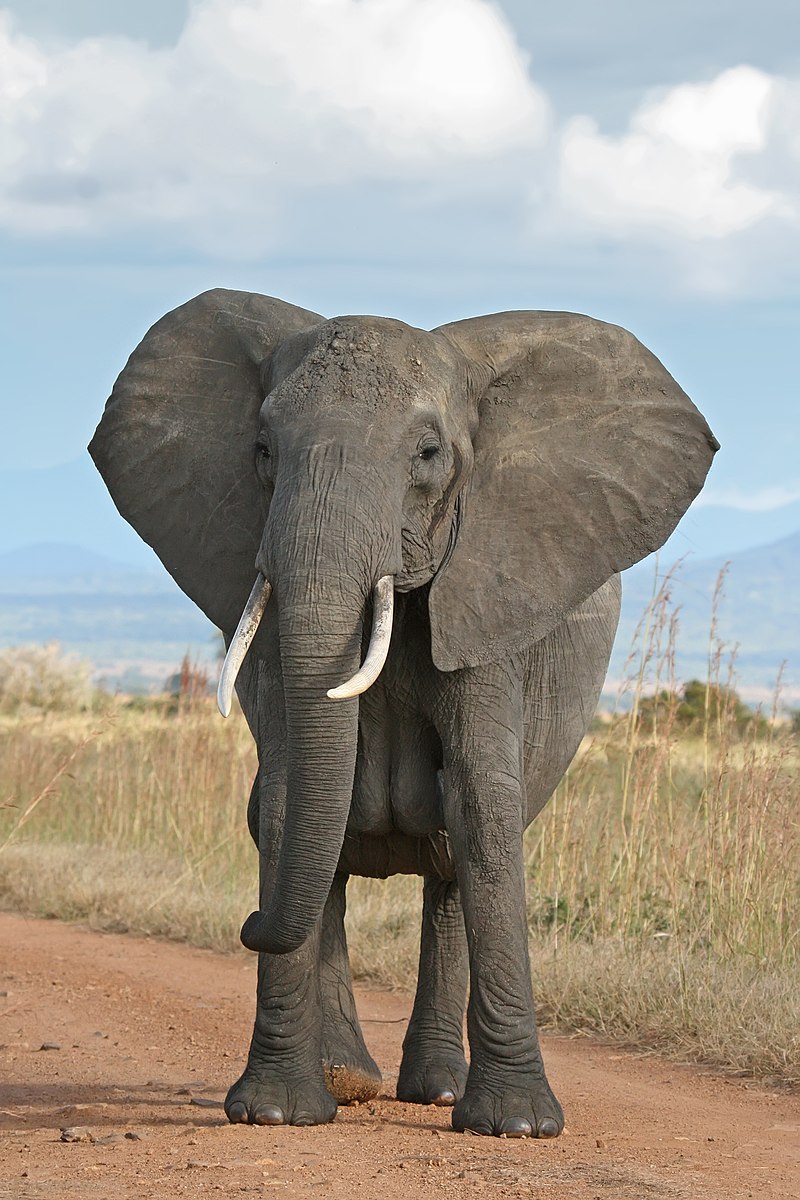 نمایی زیبا از ابهت دیدنی یک فیل
