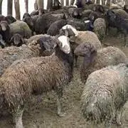 توقیف کامیون حامل ۱۴۸ رأس گوسفند قاچاق در سروستان
