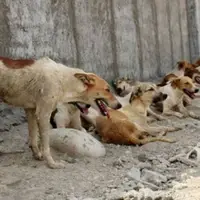 جمع‌آوری سگ‌های بی‌صاحب در قصرشیرین مطالبه جدی مردم