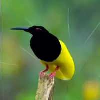 فیلمی از یک پرنده عجیب و زیبا