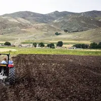 آغاز کشت بهاره چغندرقند در ۶۵۰ هکتار از اراضی شیروان