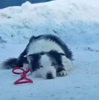حضور سگ فیلم «آناتومی یک سقوط» در مراسم اسکار؟!