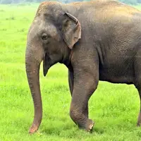 رفتار بی رحمانه فیل های نر بالغ با نوزاد...