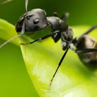 وقتی مورچه ها سیم کارت میدزدن!