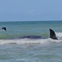 مرگ یک نهنگ عنبر در فلوریدای آمریکا